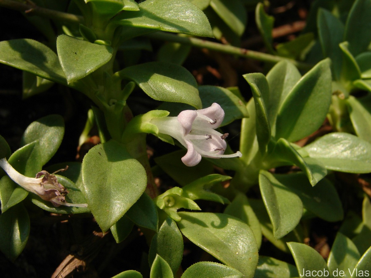 Hydrophylax maritima L.f.